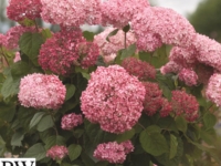 # 2070 Pink Annabelle Træagtig Hortenisa Pink Annabelle Træagtig Hortenisa