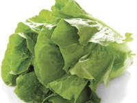 romainesalat Romaine salat