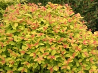 # 2252 Spirea Big Bang Spirea Big Bang