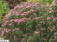 # 2272 Spirea artist spirea Artist
