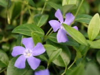 # 1958 vinca minor vinca minor